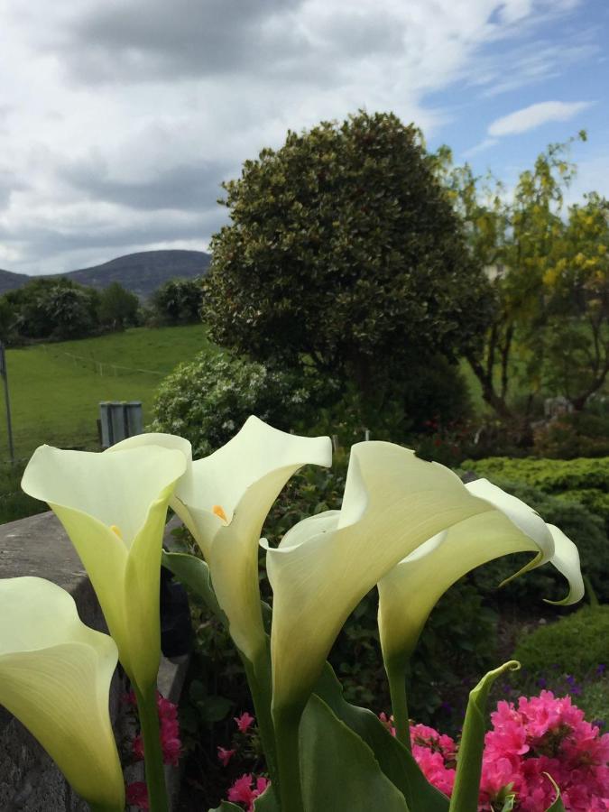 Laburnum B&B Kenmare Exterior foto